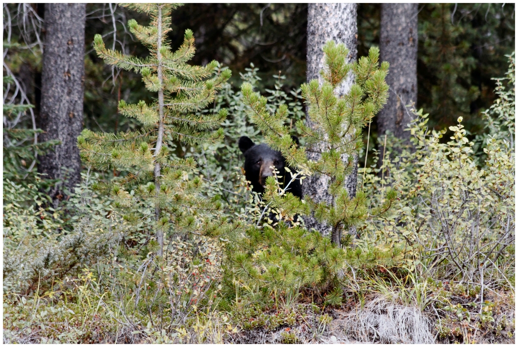 06 - Icefields Parkway (33).jpg